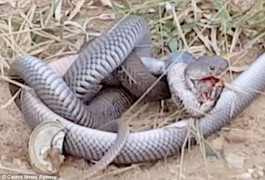 Clip: Rắn hổ mang kịch độc quấn chặt nhau, tử chiến nghẹt thở