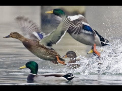 Video: Nuôi vịt biết bay ở Sơn La kiếm hơn 300 triệu đồng mỗi lứa