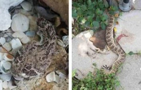 Bị chặt lìa đầu, rắn chuông vẫn cắn người suýt mất mạng