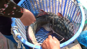 Ảnh: Cận cảnh chợ cá trên núi tràn ngập 'thủy quái sông Đà', ai xem cũng muốn mua