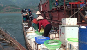 Mục sở thị chợ đầu mối trên núi với nhiều loại cá đặc sản