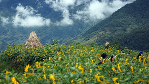 Đua nhau về quảng trường ga đi cáp treo Fansipan check in Tuần lễ hoa hướng dương