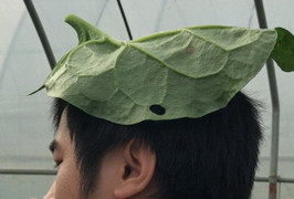 Video: Cận cảnh rau mồng tơi khổng lồ, không nhớt của nông dân ngoại thành Hà Nội