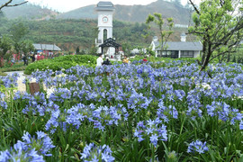 Check in Tuần lễ hoa hướng dương Fansipan 2018