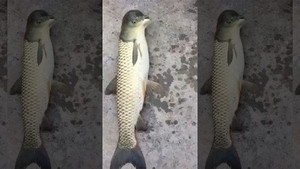 Sinh vật lạ 'thân cá, đầu chim' như photoshop gây xôn xao