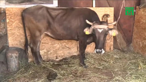 Vượt biên trái phép, bò cái mang thai bị tuyên án tử hình