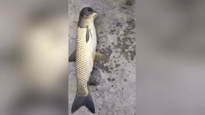 Sinh vật 'đầu chim, mình cá' gây xôn xao cộng đồng mạng