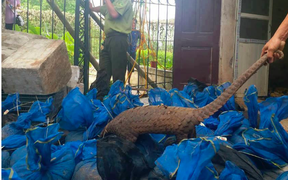 Bắt giữ xe tải vận chuyển 74 con tê tê sống đi tiêu thụ trái phép