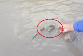 Clip: Loài cá kỳ lạ nhất hành tinh 'chạy' lên bờ, chơi với ngư dân Cà Mau