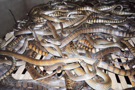 Video: Về nơi rắn nhiều hơn người ở Vĩnh Phúc