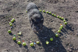 Lợn tiên tri chưa bao giờ sai dự đoán khó tin về 4 đội vào bán kết World Cup 2018
