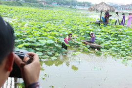 Đổ xô đi chụp ảnh với hoa sen, phó nháy kiếm gần chục triệu mỗi ngày