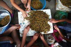 Ảnh: Độc đáo ngôi làng vào mùa nhặt cánh châu chấu