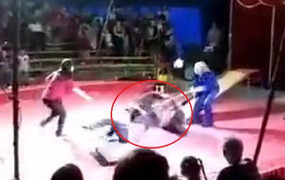 Clip: Đang diễn xiếc, gấu nổi điên cắn xé người huấn luyện