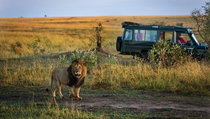 Video: Liều lĩnh trêu sư tử hoang dã, khách du lịch suýt mất tay