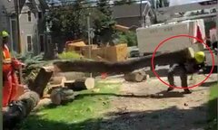 Clip: Công nhân cưa cây, cây đổ đè trúng đồng nghiệp