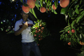 Nông dân Bắc Giang thức đêm chong đèn hái vải thiều