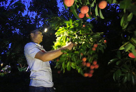 Ảnh: Dân Bắc Giang thắp đèn thu hoạch vải từ mờ sáng, kiếm tiền triệu mỗi ngày