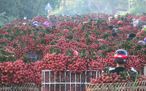 Video: Dân ùn ùn mang vải đi bán, con đường dài hàng km tắc cứng, rực đỏ