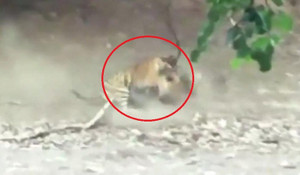 Clip: Đôi hổ cắn xé nhau ác liệt chỉ vì 1 miếng thịt