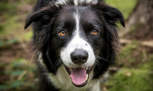 Nuôi chó có tốt cho sức khỏe?