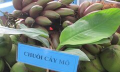 Thực hư về loại chuối đỏ lạ mắt có giá 300.000 đồng/kg