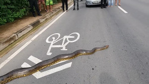 Clip: Trăn khổng lồ trườn qua đường, dân nín thở không dám di chuyển