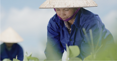 Đậu nành dược liệu - Khái niệm mới về dược liệu sạch người tiêu dùng cần biết