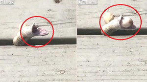 Clip: Bị mắc kẹt, rắn quằn quại nôn cả đống trứng để thoát thân