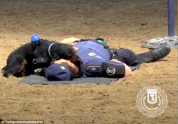 Video: Chó nghiệp vụ ra sức 'sơ cứu' khi người huấn luyện gặp nạn