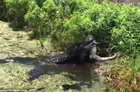 Video: Kinh hãi cảnh cá sấu quăng quật, xé xác đồng loại