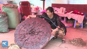 Clip: Phát hiện nấm linh chi khủng to bằng ô che mưa