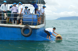 Thả hơn 3 triệu ấu trùng ghẹ về biển
