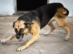 Chó lên cơn dại tấn công 2 người ở Cà Mau