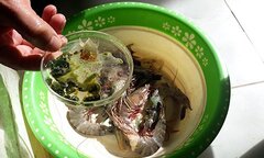 Phát hiện bơm tạp chất vào tôm ở Sầm Sơn, Thanh Hóa kiểm tra diện rộng