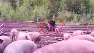 Clip: Gấu mò vào trang trại, xé xác lợn