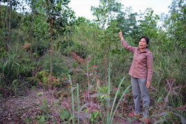 Hơn 10 năm đi đòi 3 ha đất bố mẹ đẻ nhờ hàng xóm trông nom