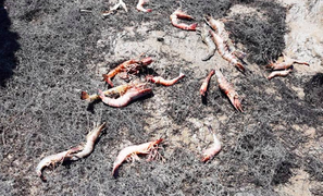 Dân Thanh Hoá lao đao khi tôm sú đến kỳ thu hoạch chết hàng loạt