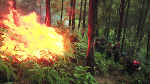 Cháy rừng ở Hà Tĩnh, gần 20ha thông bị thiêu rụi