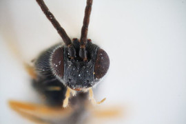 Loài côn trùng đáng sợ được đặt tên theo sinh vật hư cấu ngoài hành tinh