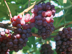 Độc đáo vườn rượu nho trên tầng thượng