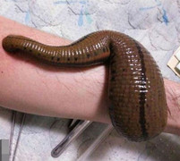 Khi thú nuôi là gián, rết khổng lồ, đỉa hút máu người