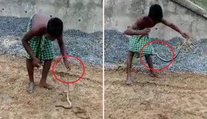 Clip: 'Trẻ trâu' dại dột trêu rắn và cái kết kinh hoàng