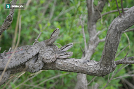 Hang ổ của gần 20.000 con rắn lục cực độc ở Trung Quốc