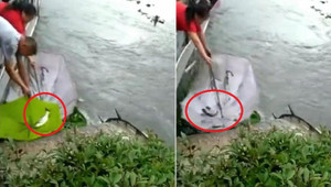 Clip: Cá nhảy tanh tách khỏi hồ nước, dân đua nhau mang ô ra hứng