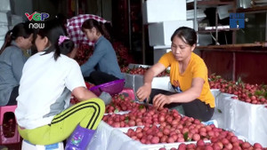 Bảo quản kém, vải Việt chỉ xuất được đi Trung Quốc