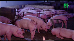 Nắng nóng tra tấn, nông dân chi gần nửa tỷ đồng chống nóng cho lợn