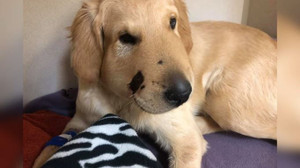 Thấy chủ bị sắp rắn tấn công, chó lao mình ra đỡ lấy nhát cắn đau đớn