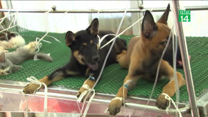 Nắng nóng tra tấn miền Bắc, thú cưng cũng phải đi truyền nước