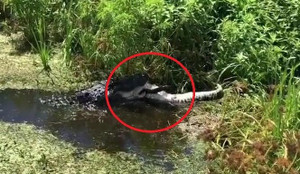 Clip: Cá sấu khủng ăn tươi nuốt sống đồng loại gây sốc